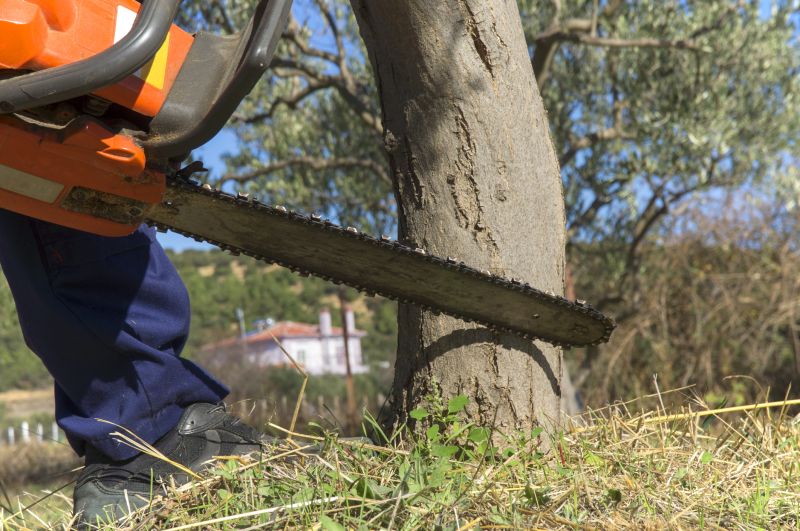 Mimosa Tree Removal in Allentown, PA