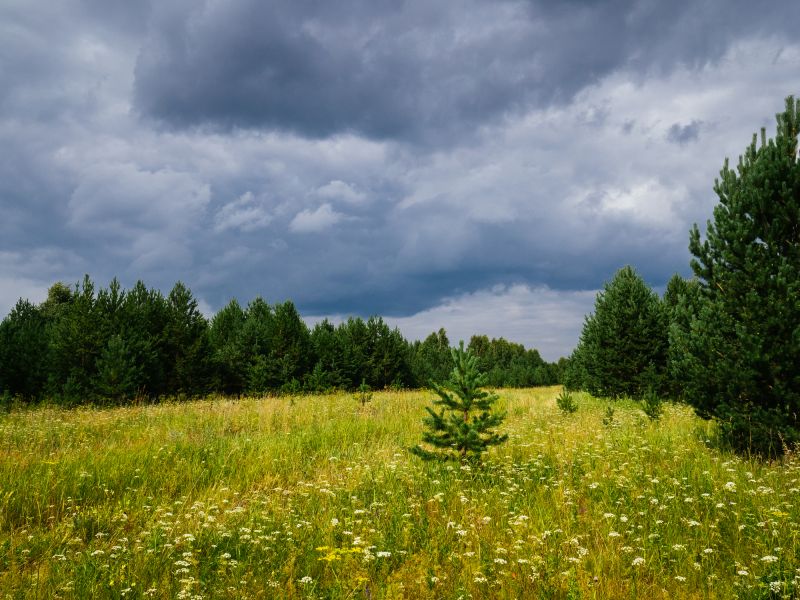Field Clearing in Cumming, GA